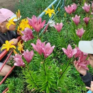 Конспект наблюдения на прогулке за садовыми лилиями для детей 5–6 лет