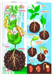 «Выращиваем фасоль» для экологического лэпбука «Огород на окне»