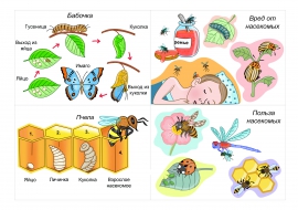 Картинки для лэпбука о насекомых. Жизненный цикл