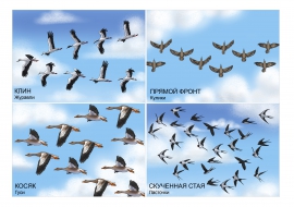 Способы полета перелетных птиц