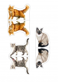 Коты. Домашние питомцы для лэпбука «Ветеринарная клиника»