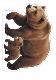 Медведь бурый Медведь бурый