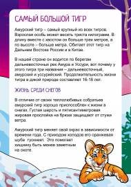 Дальневосточный (Амурский) тигр. Папка-передвижка
