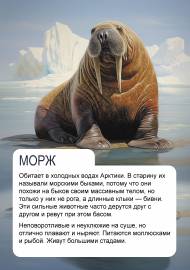 Морж. Каринки морских животных для детей Морж. Каринки морских животных для детей