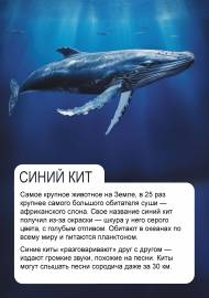 ����� ���. �������� ��� �����, ����������