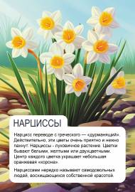 Нарциссы. Передвижка с картинками о весенних цветах Нарциссы. Передвижка с картинками о весенних цветах