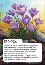 Крокусы. Передвижка о весенних цветах Крокусы. Передвижка о весенних цветах