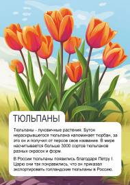 Тюльпаны. Картинка и информация для детей