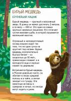 Бурый медведь. Папка-передвижка для родителей и детей
