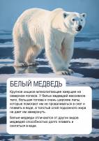 Белый медведь, постер, картинка для детей, передвижка