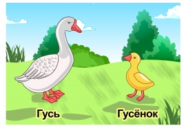Домашние животные и их детеныши: Гусь, гусёнок Домашние животные и их детеныши: Гусь, гусёнок