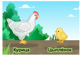 Домашние животные: Курица - цыплёнок Домашние животные: Курица - цыплёнок