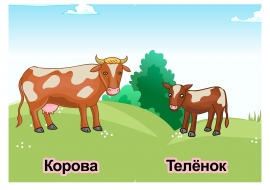Корова Фото Животного Для Детей