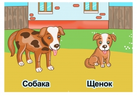 Собака, щенок. Собака, щенок.