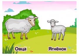 Овца, ягнёнок. Картинки для детского сада