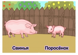 Свинья, поросёнок. Картинки «Домашние животные и их детеныши»