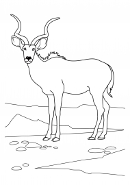 ��������. ���������