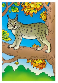 Рысь картинки для детей цветные