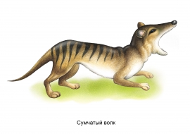 Сумчатый волк. Вымершее животное из Красной книги Сумчатый волк. Вымершее животное из Красной книги