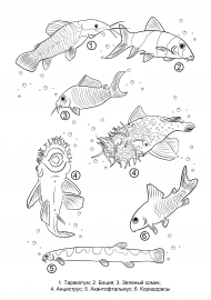 ����������� �����: ��������� �������