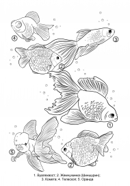 ������� �����. ����������� ���������