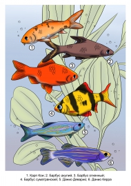 ����������� ����: ��������