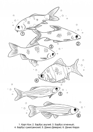 �������� ����������� ����� � ���������