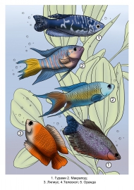 ����������� �����: ������������