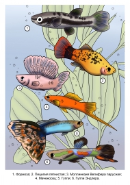 ����������� �����: ����������