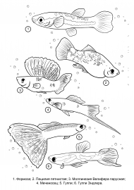 ����������� �����. ��������� ����������