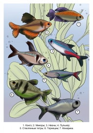 ����������� �����. �����