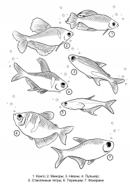 �����. ��� ����������� �����