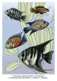 �������. ����������� ����