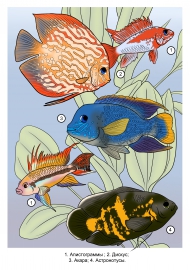 ����������� �����. ��� ����� � ���������?