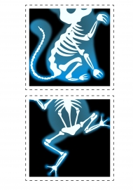 Картинки рентгена домашних животных для игры