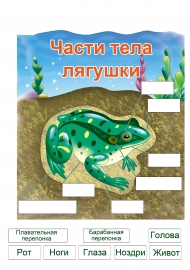 Части тела лягушки Части тела лягушки