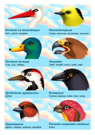 Клювы птиц. Разнообразие птичьих клювов