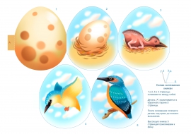 Яйцо - птенец - птица. Этапы развития птицы