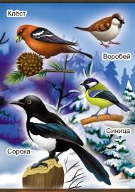 Зимующие птицы. Плакат в уголок природы