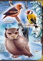 Зимующие птицы. Плакат с картинками для детей
