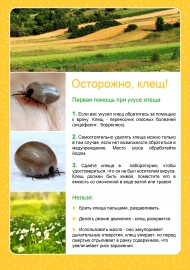 Осторожно, клещ! Первая помощь при укусе клеща Осторожно, клещ! Первая помощь при укусе клеща