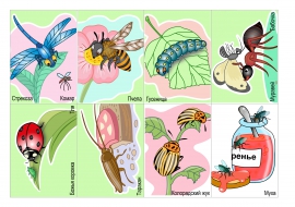 Чем питаются насекомые