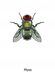 Изображение мухи. Картинка насекомого