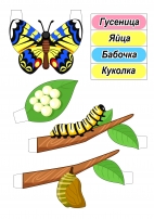 Жизненный цикл бабочки. Макет