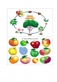 Карточки для лэпбука «Яблоко»: Жизненный цикл яблони,  определи тень от яблока