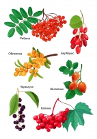 Фрукты и ягоды