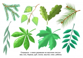 Листики От Деревьев Картинки С Названиями