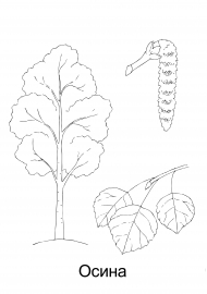 �����. ���������