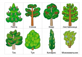 Хвойные Деревья Фото Листьев