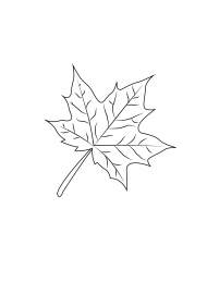 �������� ����